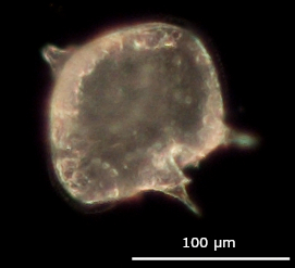planton image
