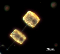 planton image