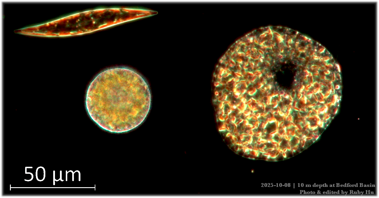 plankton image